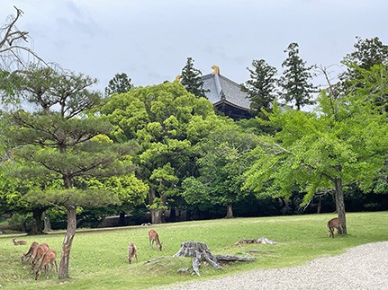 （大仏殿裏）