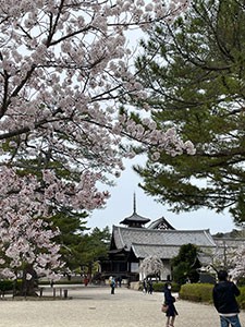 （桜の頃の法隆寺）