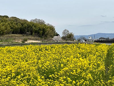 （斑鳩の里　法隆寺から法起寺へ）