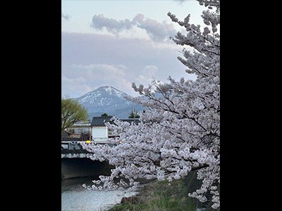 鶴岡の桜